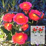 Agaphoton Solar Garden Lights, Upgraded 2 Pack Solar Outdoor Flower Lights with 10 Larger and More Realistic Rose, Waterproof Solar Pathway Lights for Garden, Patio, Porch, Summer Decorations